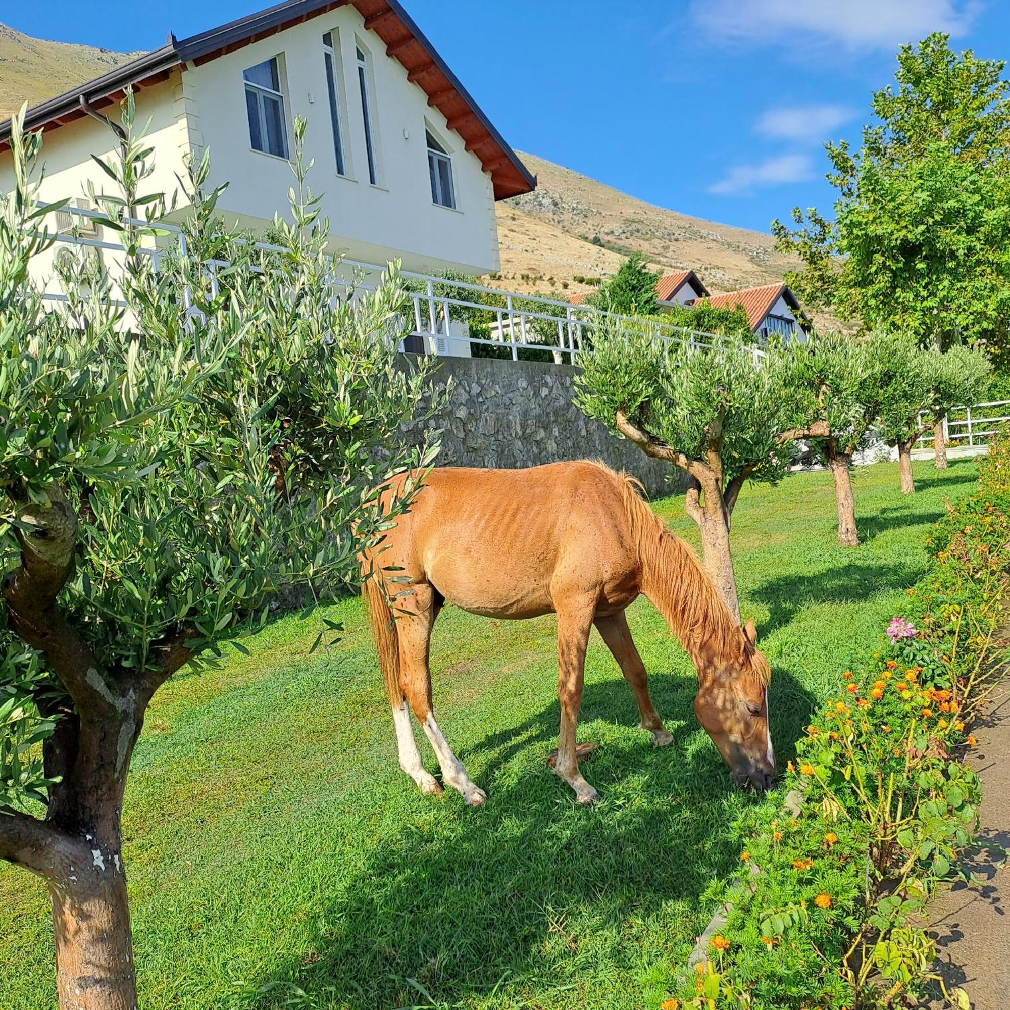 Xhuli Guesthouse Shkodër Eksteriør bilde